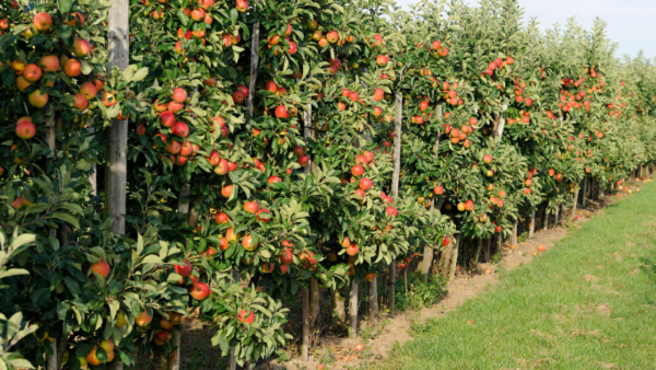 An apple orchard with trees that are full of red apples