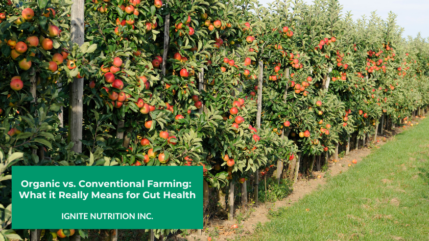 An apple orchard with trees that are full of red apples
